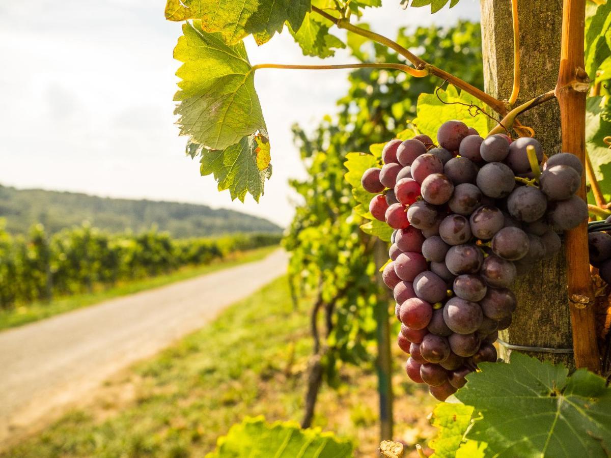 Vinotel Heinz J. Schwab Bretzfeld Kültér fotó