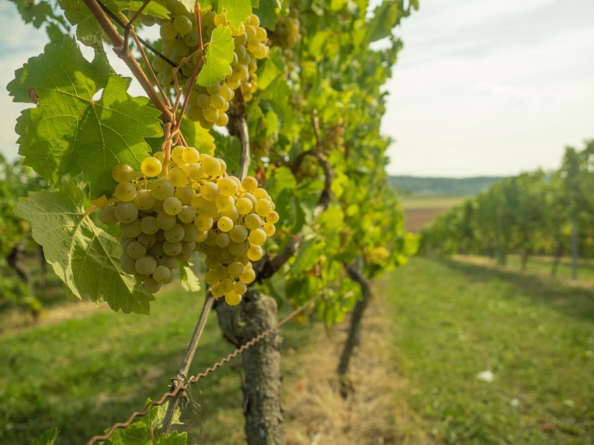 Vinotel Heinz J. Schwab Bretzfeld Kültér fotó